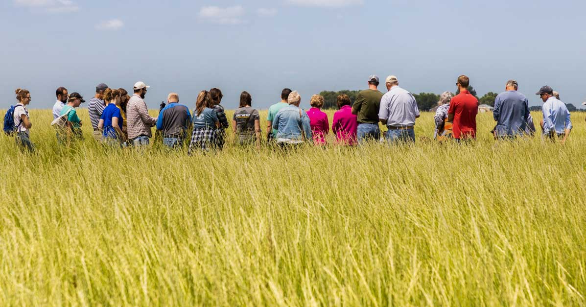 A line of people stand facing away from the camera, waist deep in a field of bright yellow grains